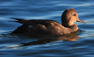 Gadwall