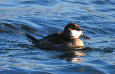 Ruddy Duck