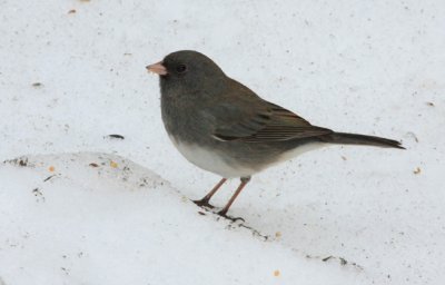Dark-eyed Junco, Slate-colored