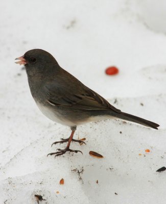 Dark-eyed Junco, Slate-colored