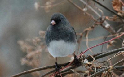 Dark-eyed Junco, Slate-colored