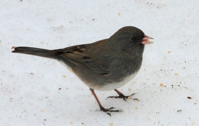Dark-eyed Junco, Slate-colored