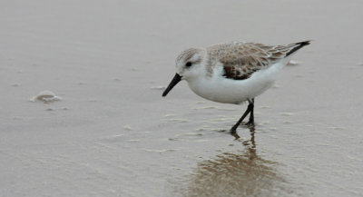 Sanderling