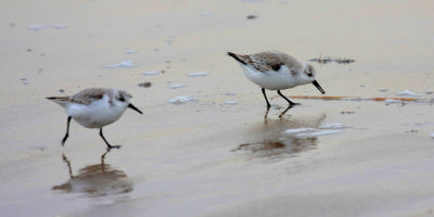Sanderlings