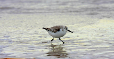 Sanderling