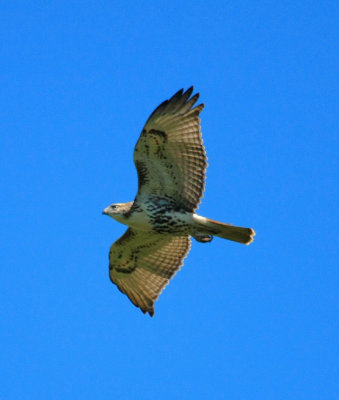 Red-tailed Hawk