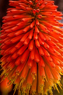 Desert Paintbrush