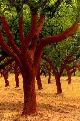Cork Grove