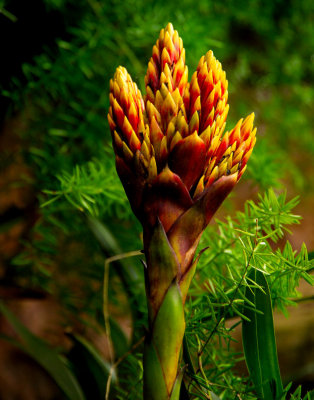 La Paz Falls Flower