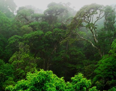 Monteverde Cloud Forest