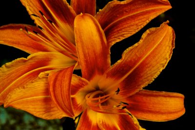 Orange Lily