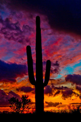 Suguaro Sunset