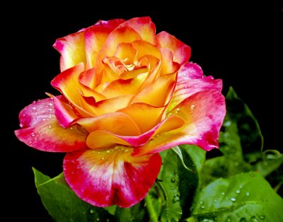 Flame Rose