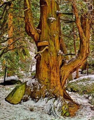 Witch Tree