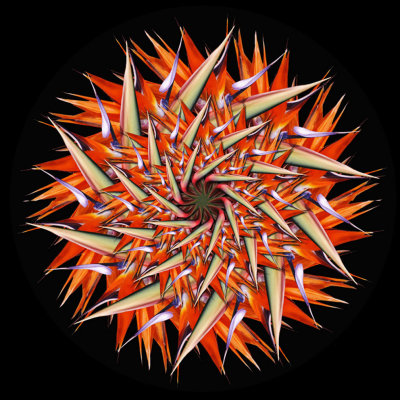 Bird of Paradise Mandala