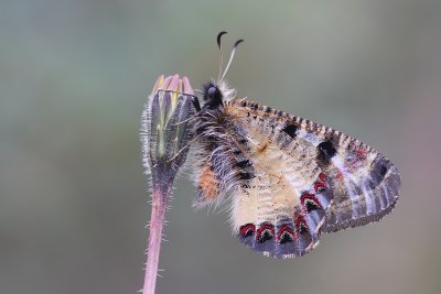 736973316_D5C3x-O.jpg