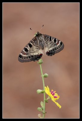 736973559_ziXvv-O-1.jpg