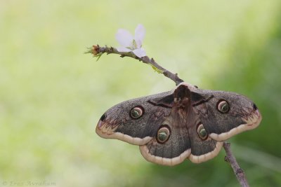 moths