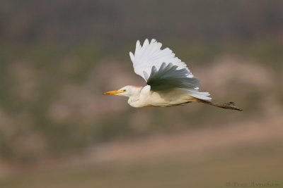 IMG_4905.JPG