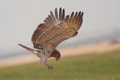 IMG_4848.1.jpg