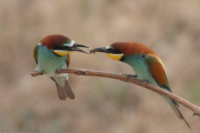 IMG_6879.JPG