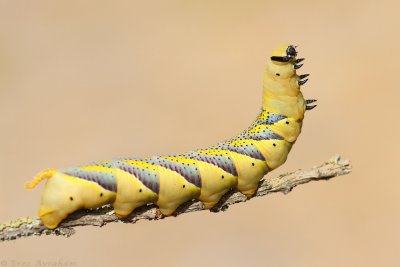 deaths head hawkmoth