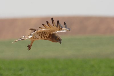IMG_4804.JPG