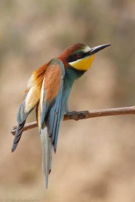 IMG_2206.JPG