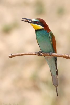 IMG_1512.JPG