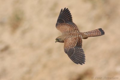 IMG_3721.JPG