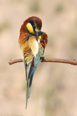 IMG_0247.JPG