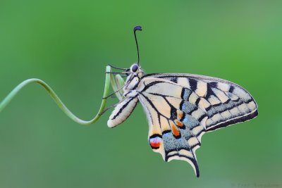 papilio machaon