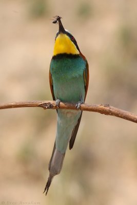 IMG_1291.JPG
