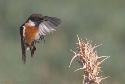 stonechat