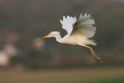 ardeidae