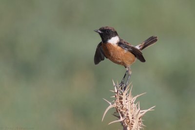 IMG_1276.jpg