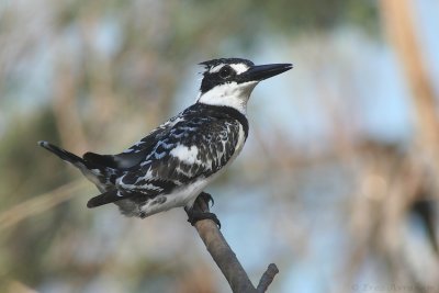 pied kingfisher