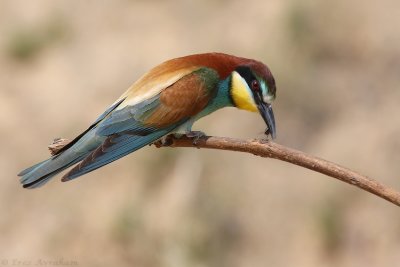 IMG_1062.JPG