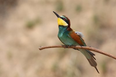 IMG_1308.JPG