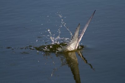 IMG_4875.jpg