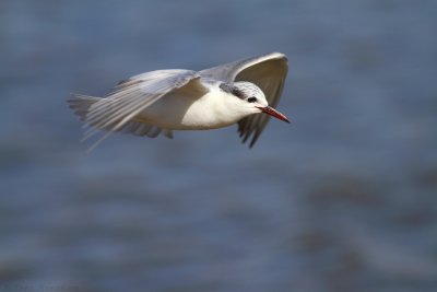 IMG_3787.jpg