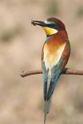 IMG_0572.jpg