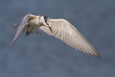 IMG_4685.jpg