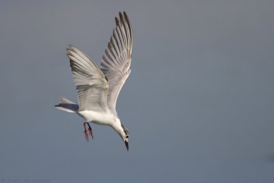 IMG_4826.jpg