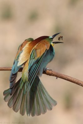 IMG_0306.JPG