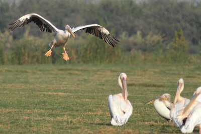 pelicans