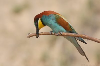 IMG_0528.JPG
