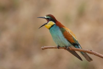 IMG_7360.JPG