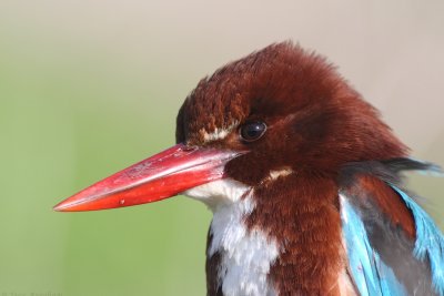 IMG_7832.jpg