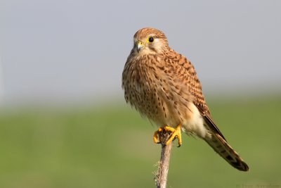 IMG_8727.jpg